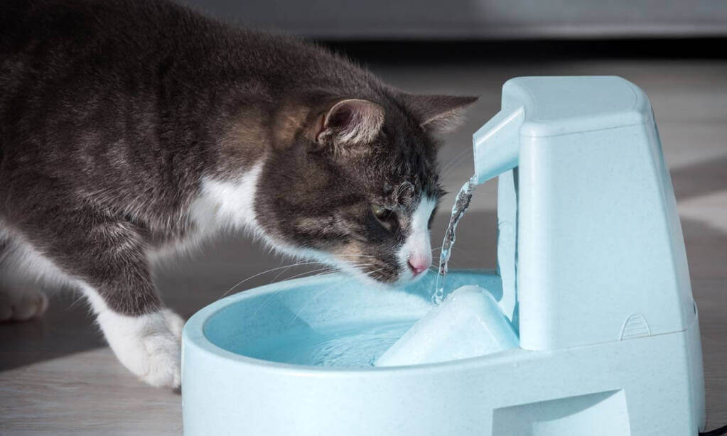 Dehydration in Cats