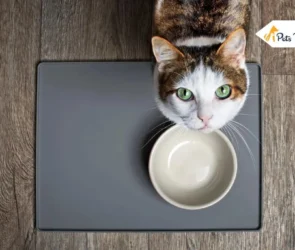 Dehydration in Cats