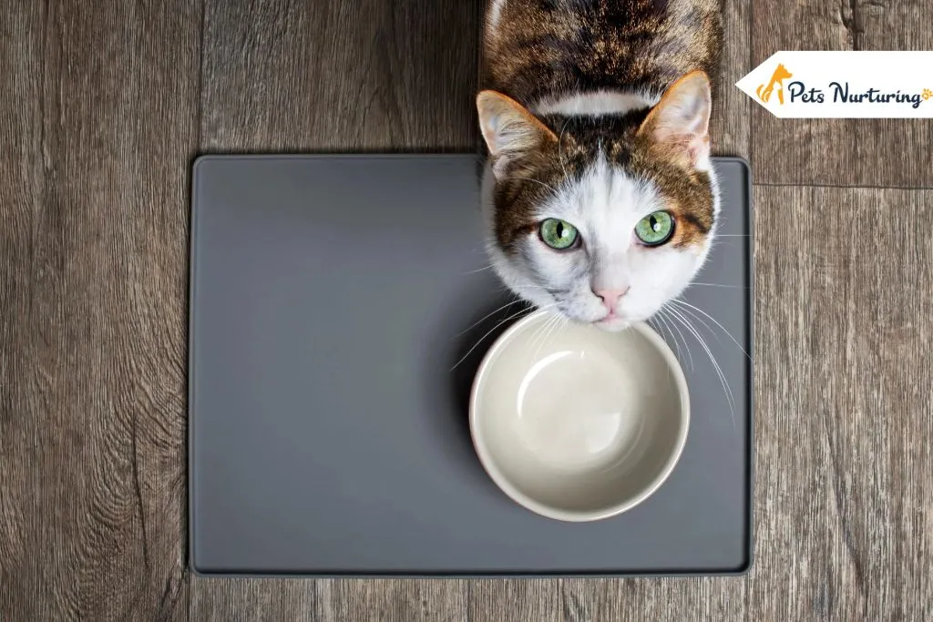 Dehydration in Cats