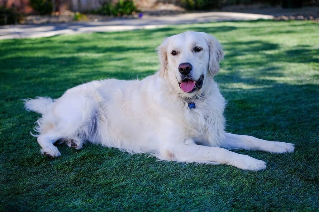 Appearance of English Cream Golden Retriever