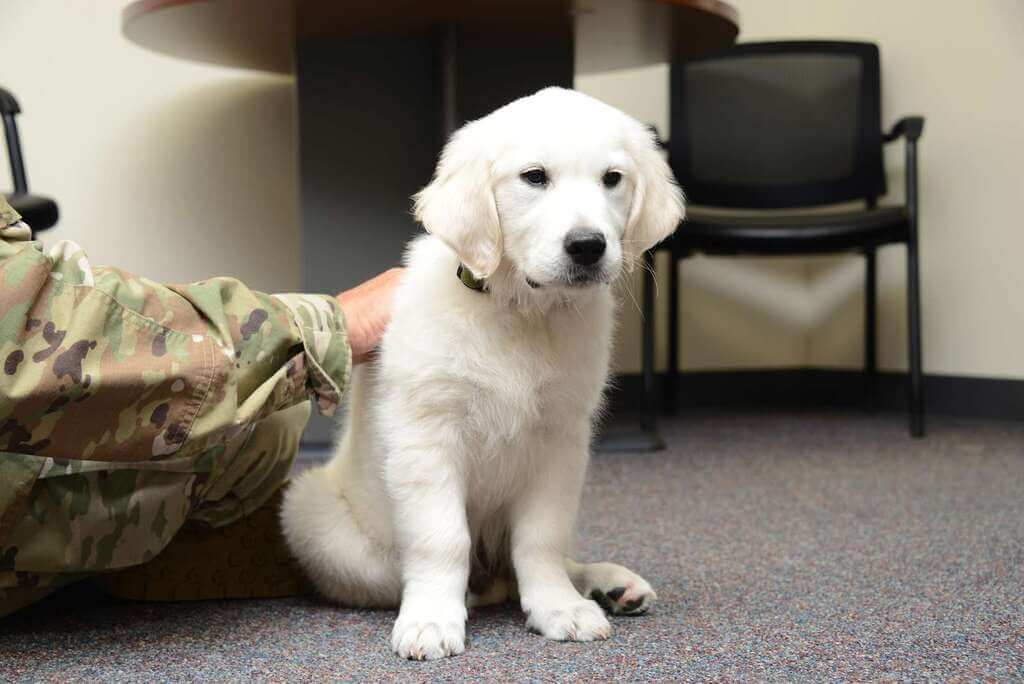 Characteristics and Temperament of English Cream Golden Retriever