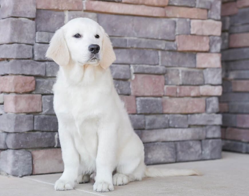 Health Problems of English Cream Golden Retriever