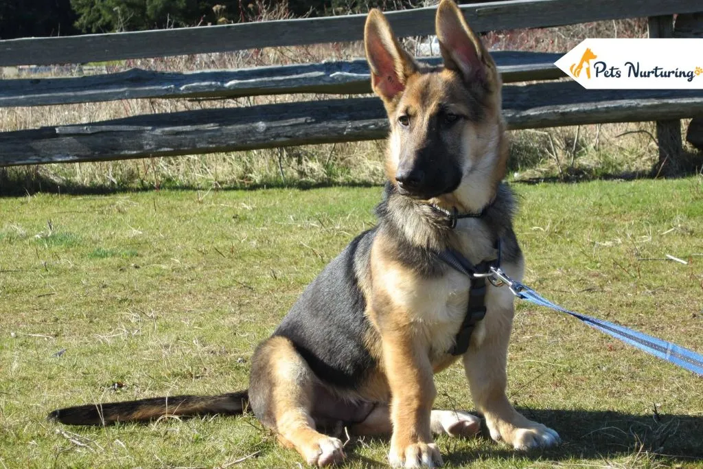 German Shepherd Corgi Mix
