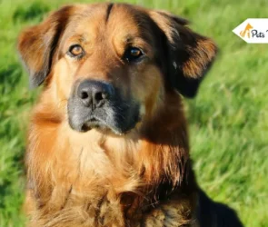 German Shepherd Golden Retriever Mix
