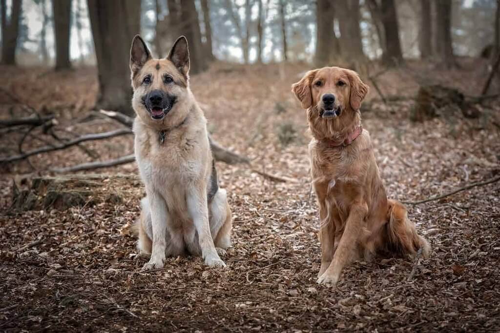 German Shepherd Golden Retriever Mix