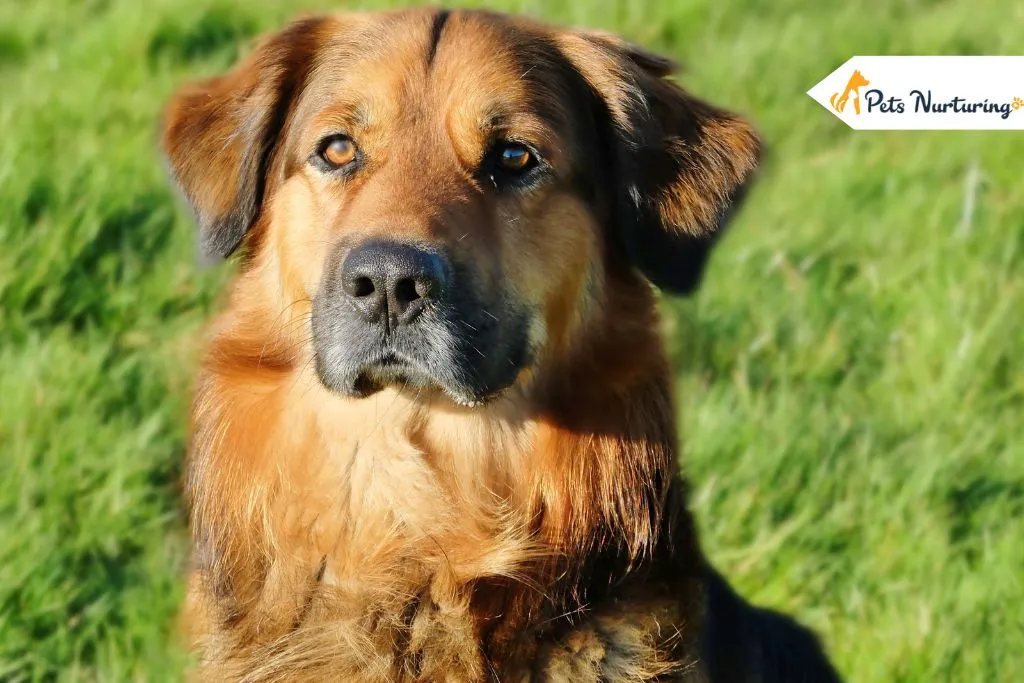 German Shepherd Golden Retriever Mix