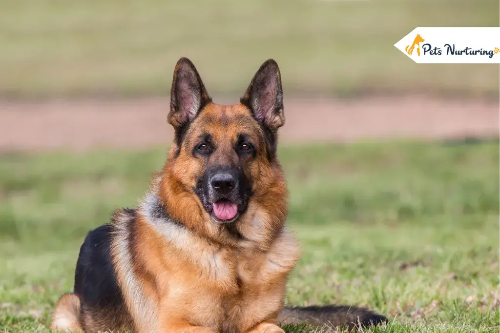 German Shepherd Mix