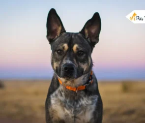 German Shepherd Pitbull Mix