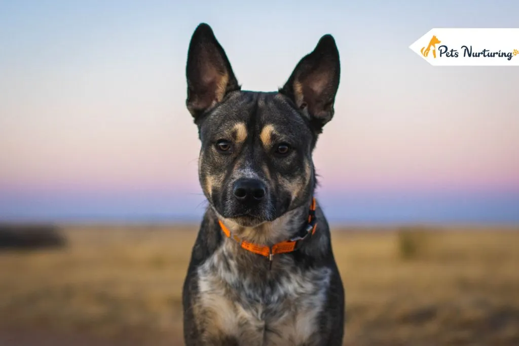 German Shepherd Pitbull Mix