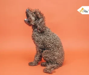 German Shepherd Poodle Mix