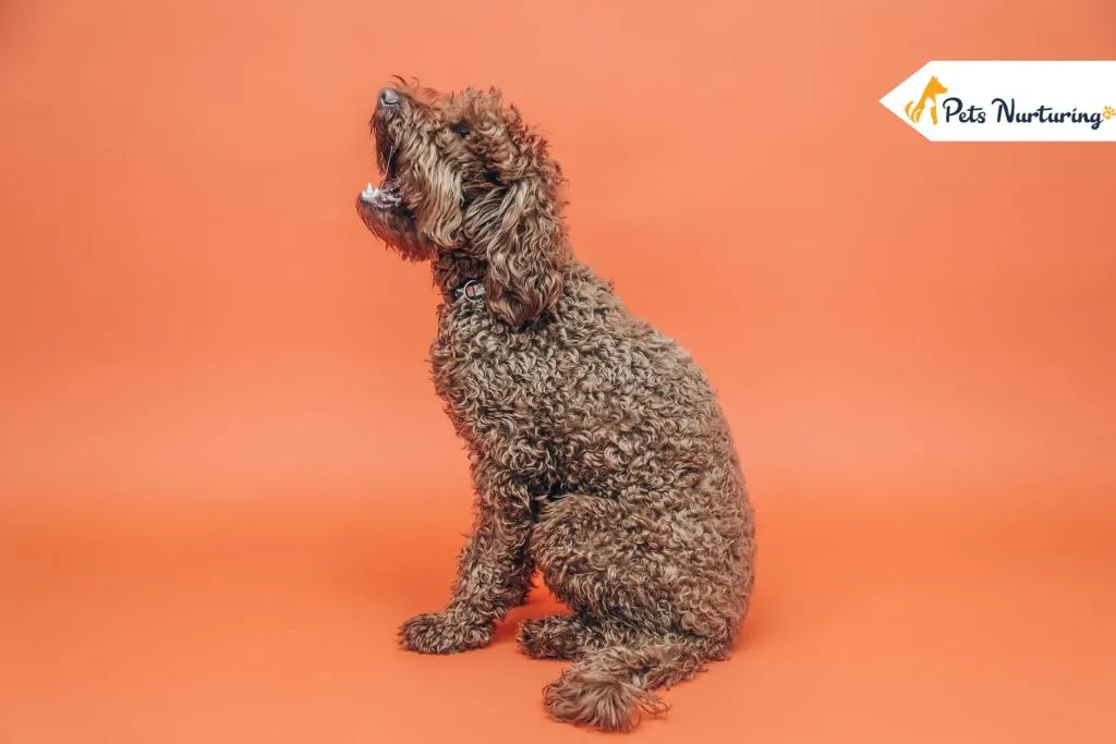 German Shepherd Poodle Mix