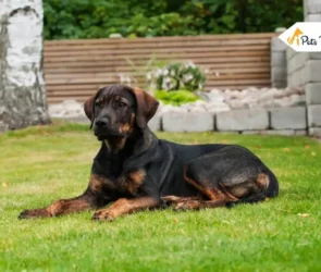 German Shepherd Rottweiler Mix