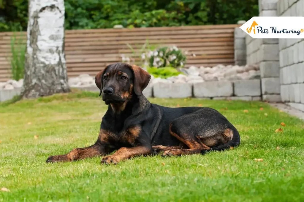 German Shepherd Rottweiler Mix