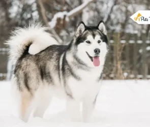 Giant Alaskan Malamutes