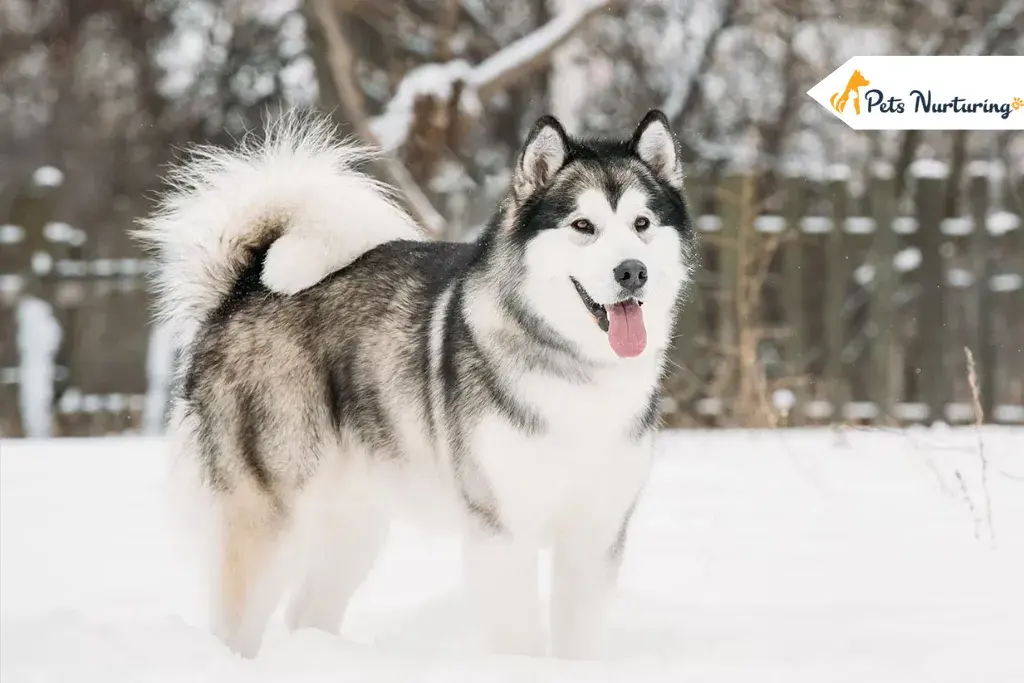 Giant Alaskan Malamutes