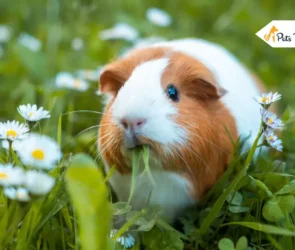How Long Do Guinea Pigs Lives