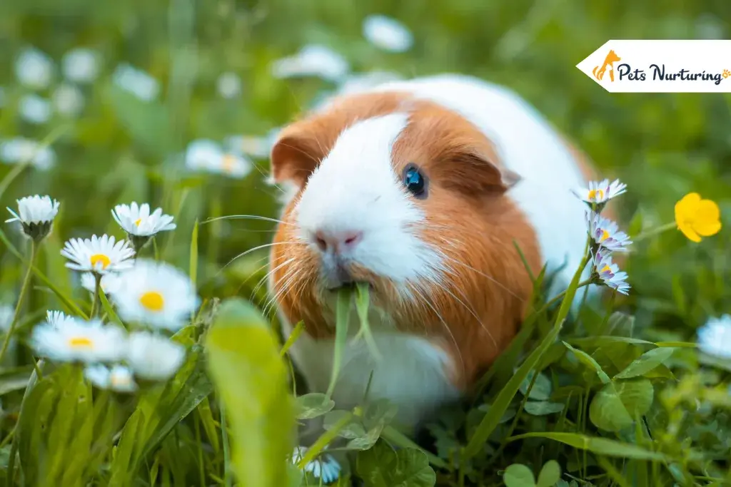 How Long Do Guinea Pigs Lives