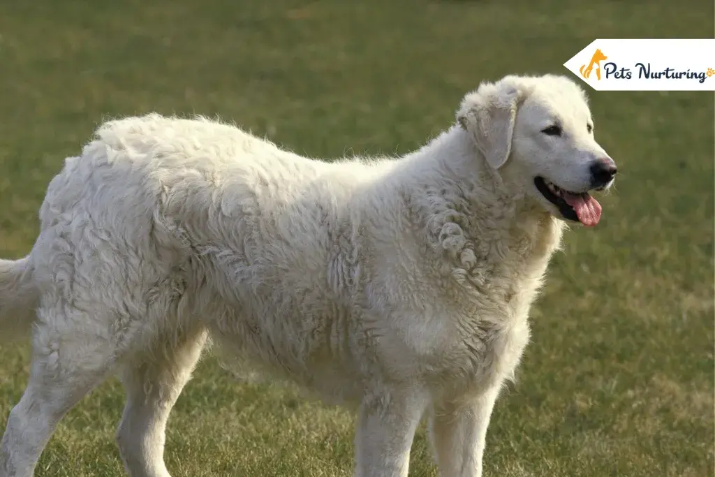 Large White Dog Breed