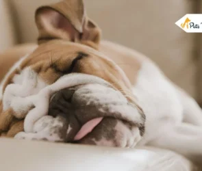 Low Energy Dog Breeds