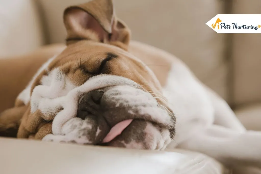 Low Energy Dog Breeds