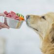Making Pet Feed More Palatable