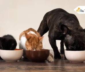 Pet Feed More Palatable