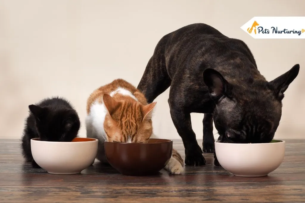 Pet Feed More Palatable