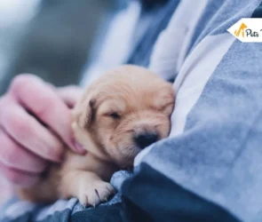 Prepare Your Home for a New Puppy