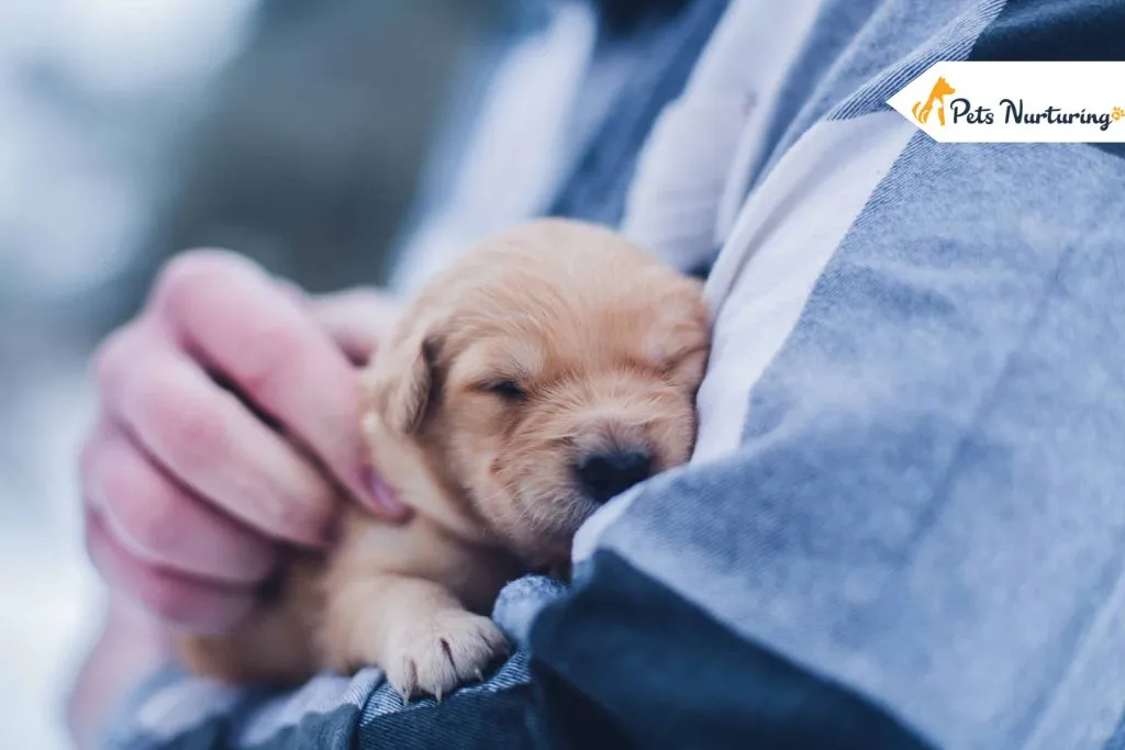 Prepare Your Home for a New Puppy