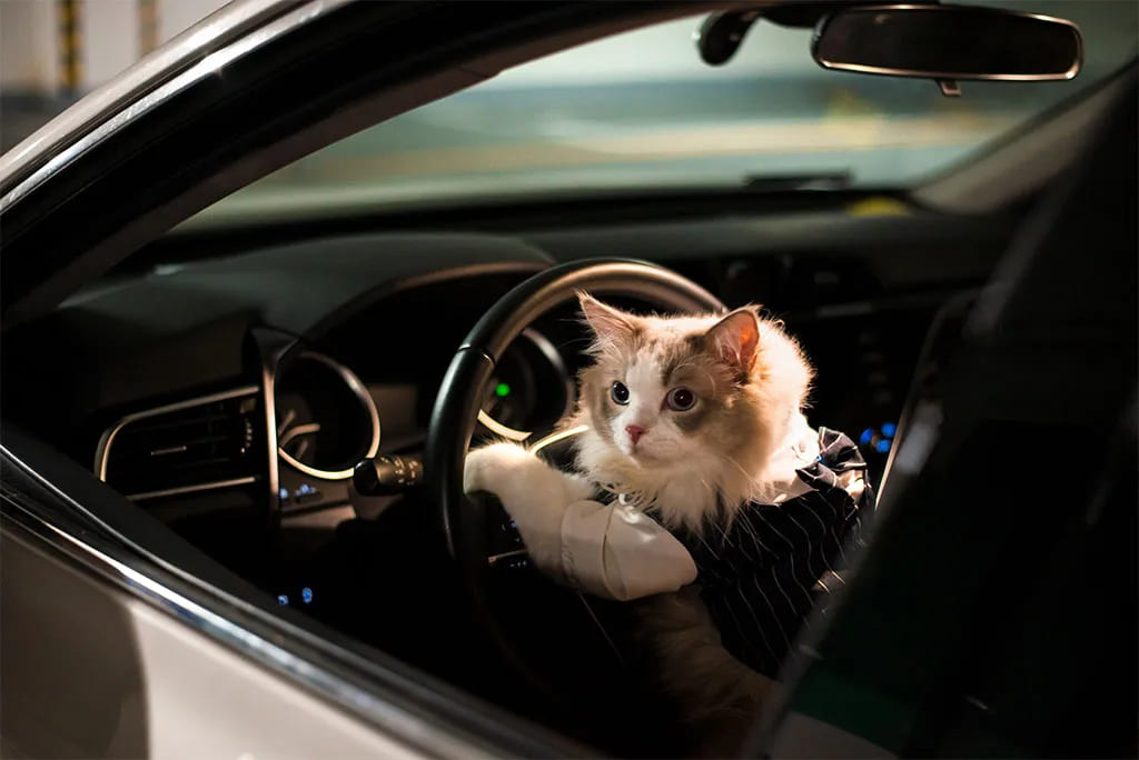 This Cat Helps Its Owner to Drive a Tesla Model