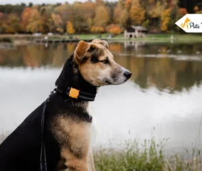 Tips for Leaving Your Dog Behind