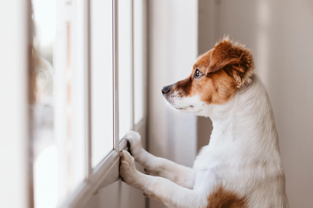 Checklist for Your Dog