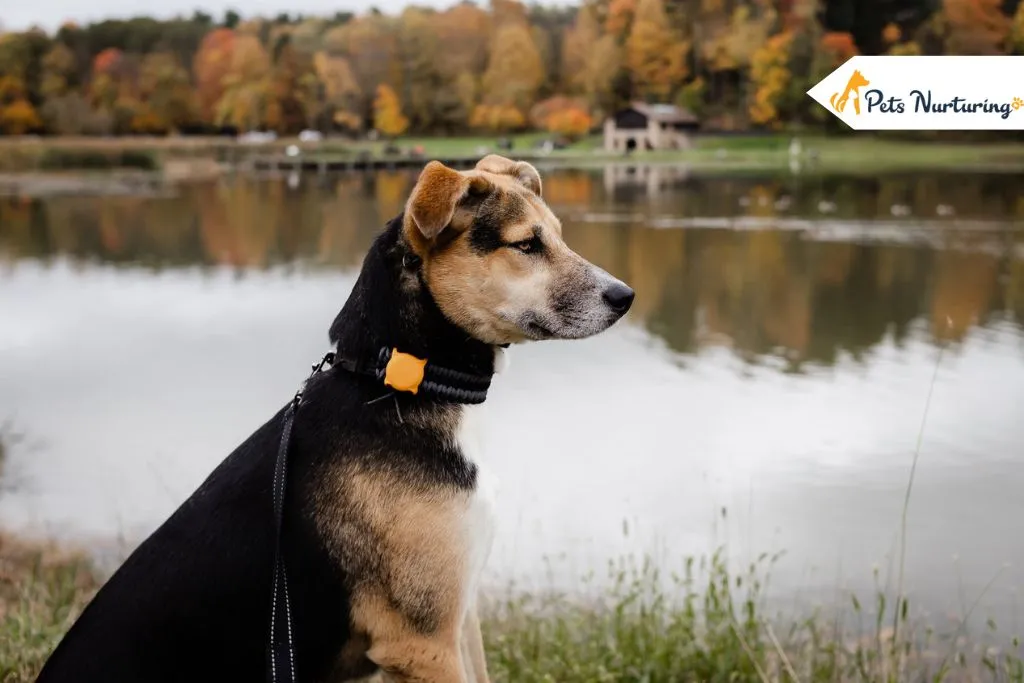 Tips for Leaving Your Dog Behind