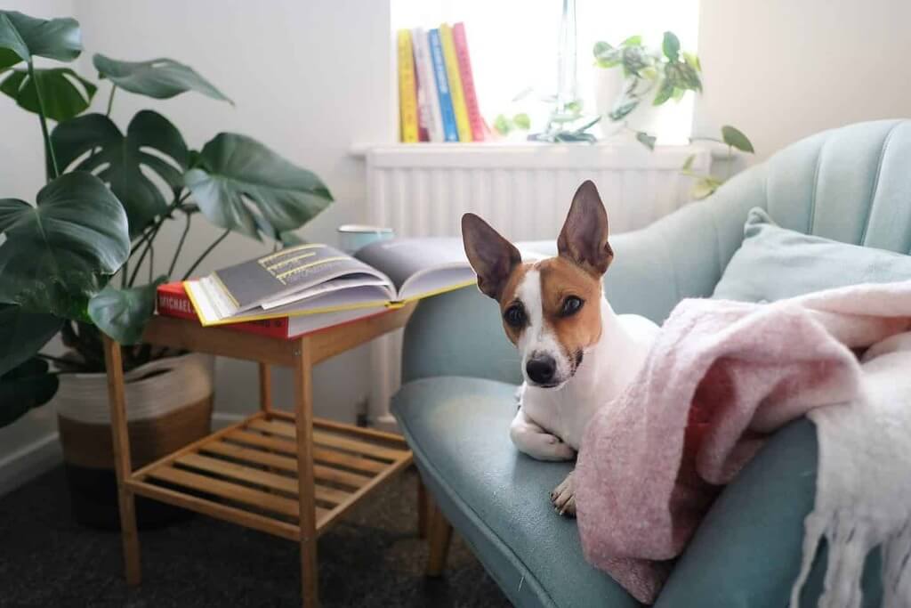Tips for Leaving Your Dog Behind