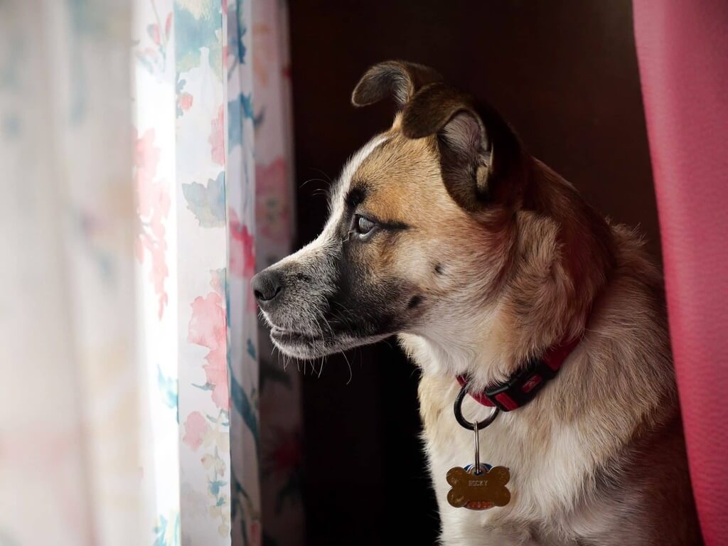 Change Your Dog's ID Tag