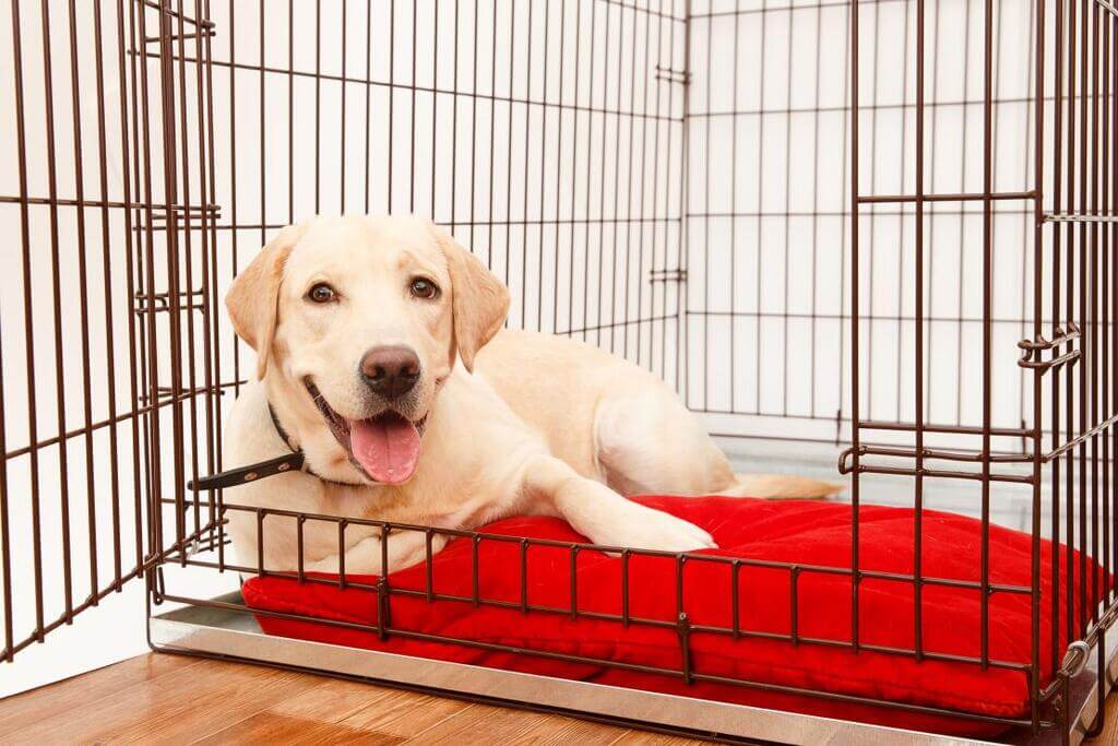 Crate-train your Puppy
