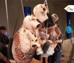 World’s Largest Hearts