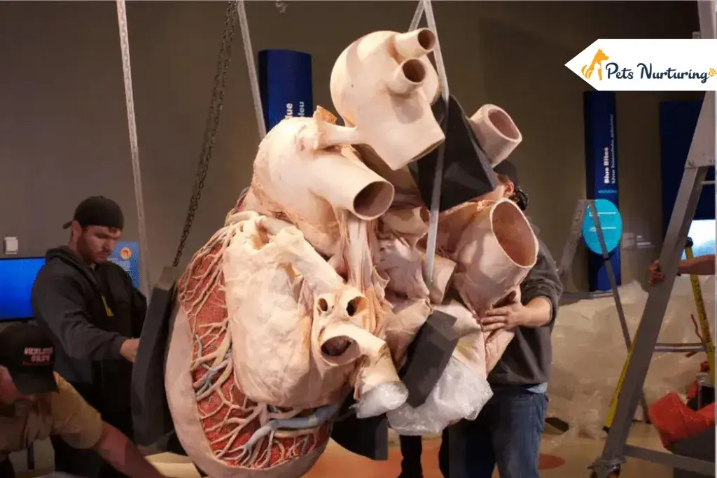 World’s Largest Hearts