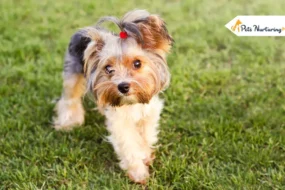 Yorkie Haircut
