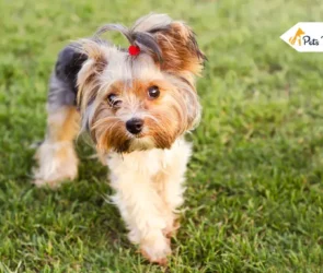 Yorkie Haircut