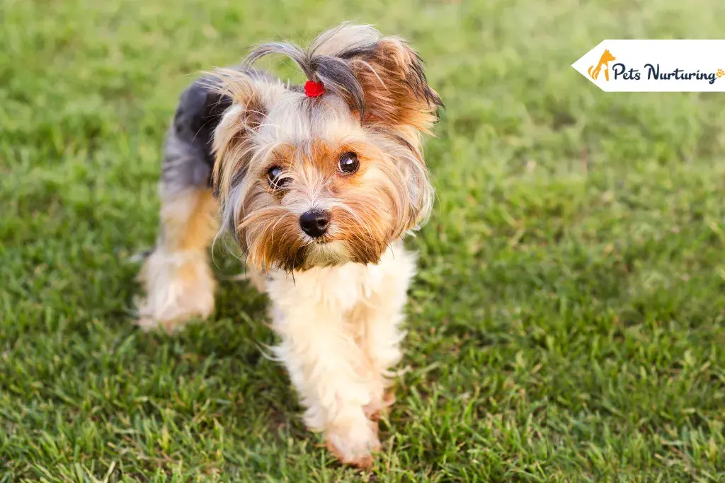 Yorkie Haircut