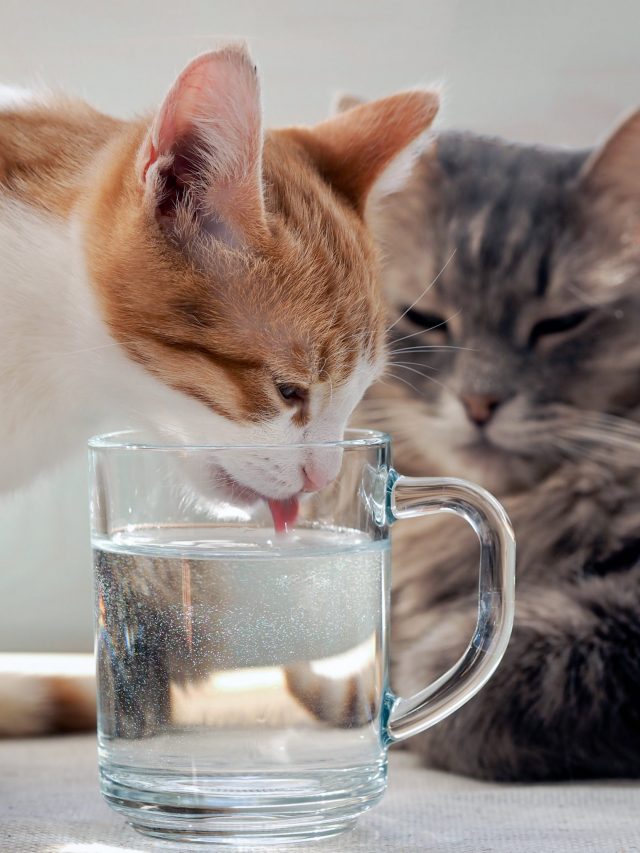 Dehydration in Cats: How to Keep Your Cat Hydrated