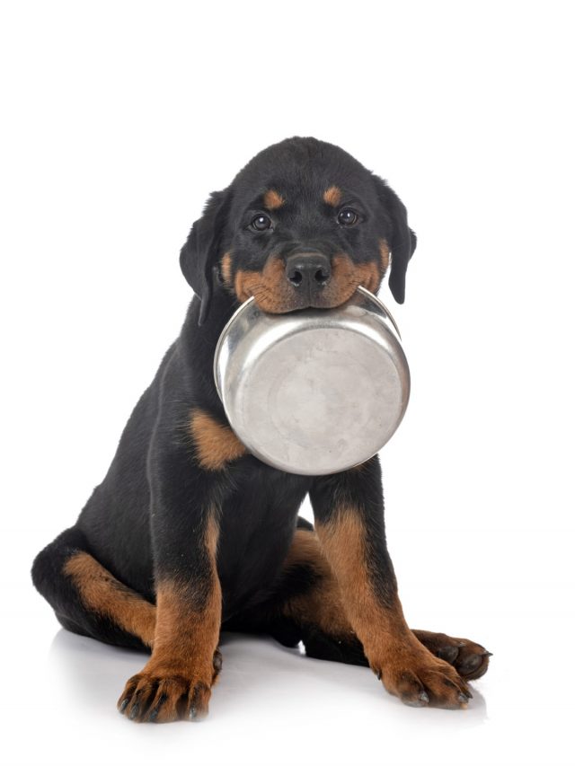 Can Dogs Eat Black Eyed Peas: Benefits And Risks