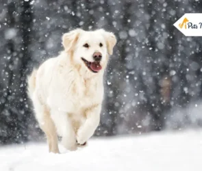 english cream golden retriever