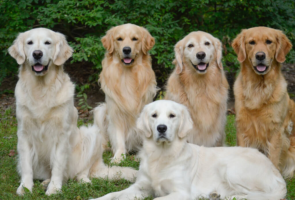 Are English Cream Golden Retrievers Hypoallergenic