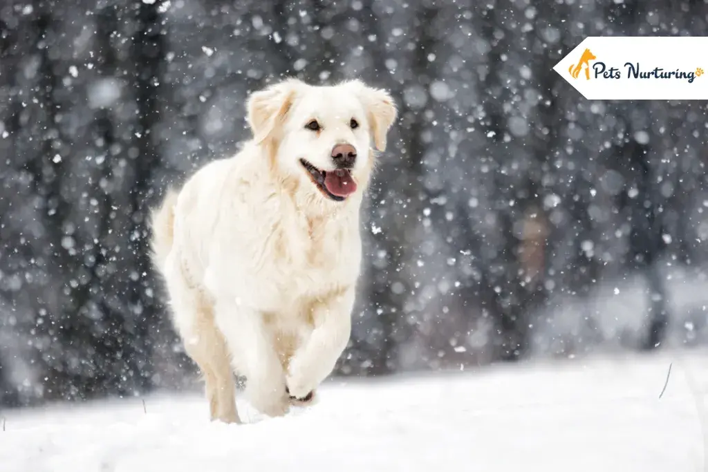 english cream golden retriever