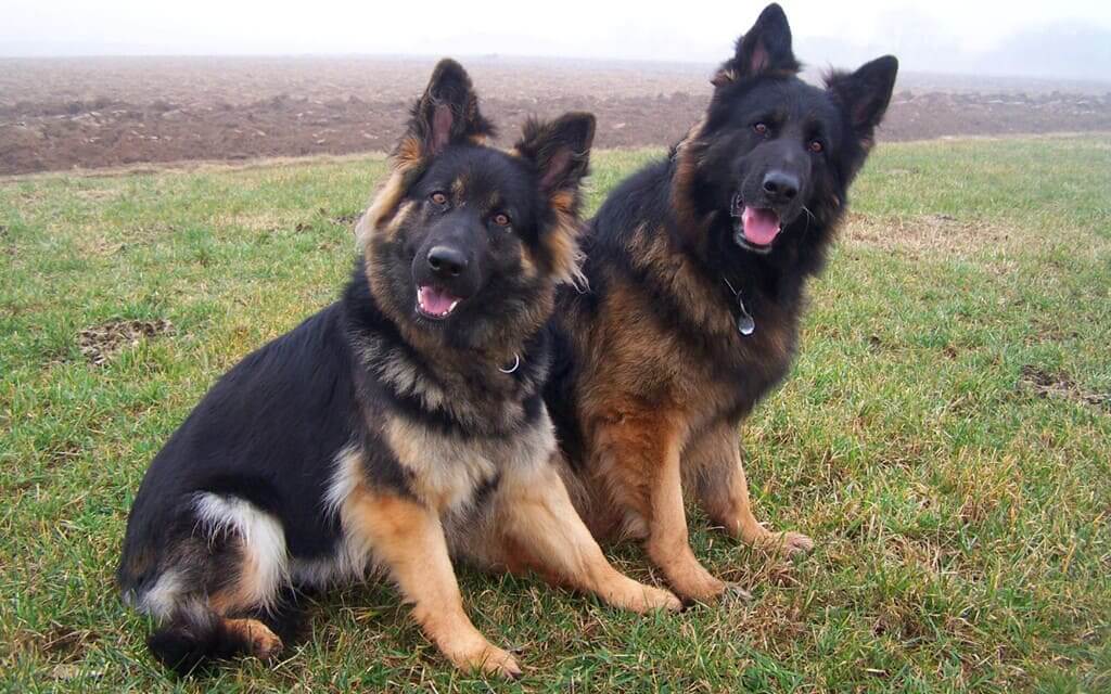 German Shepherd