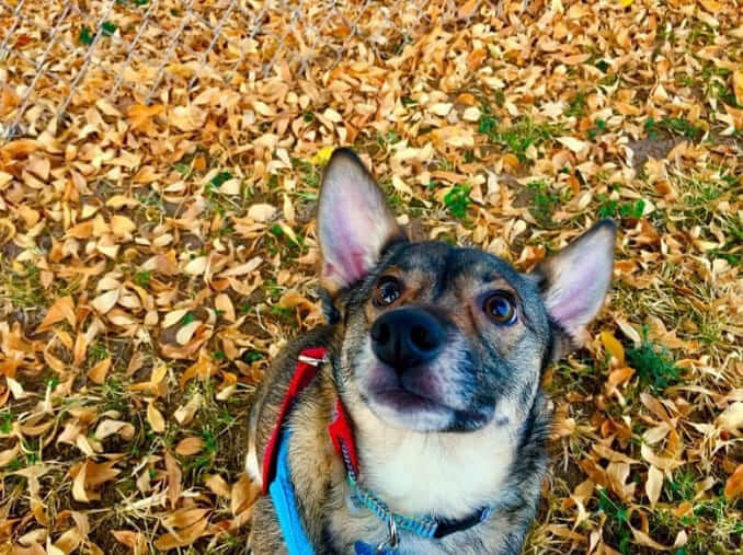 german shepherd corgi mix History