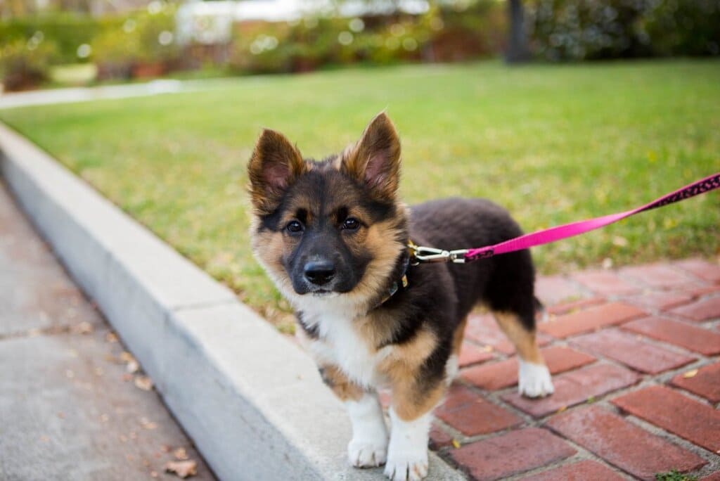 german shepherd corgi mix Appearance