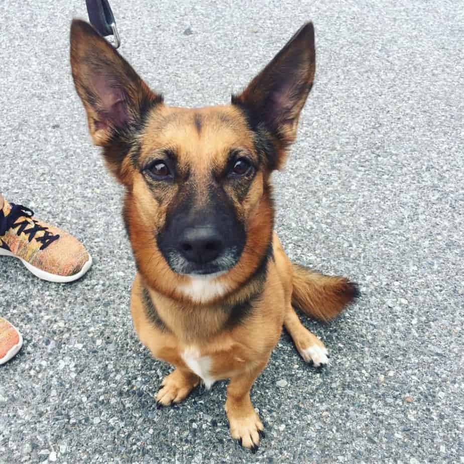 german shepherd corgi mix Temperament